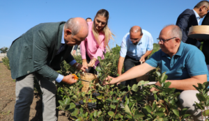 İstanbul’da ilk Aronya hasadı Büyükçekmece’de gerçekleşti
