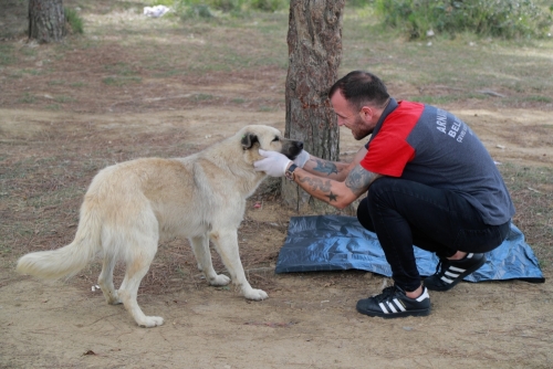 ARNAVUTKÖY BELEDİYESİ SOKAK HAYVANLARINI YALNIZ BIRAKMIYOR