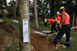 DEVRİLEN VE KURUYAN AĞAÇLAR YENİLENİYOR