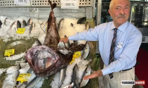 Silivri’de dev fener balığı yakalandı