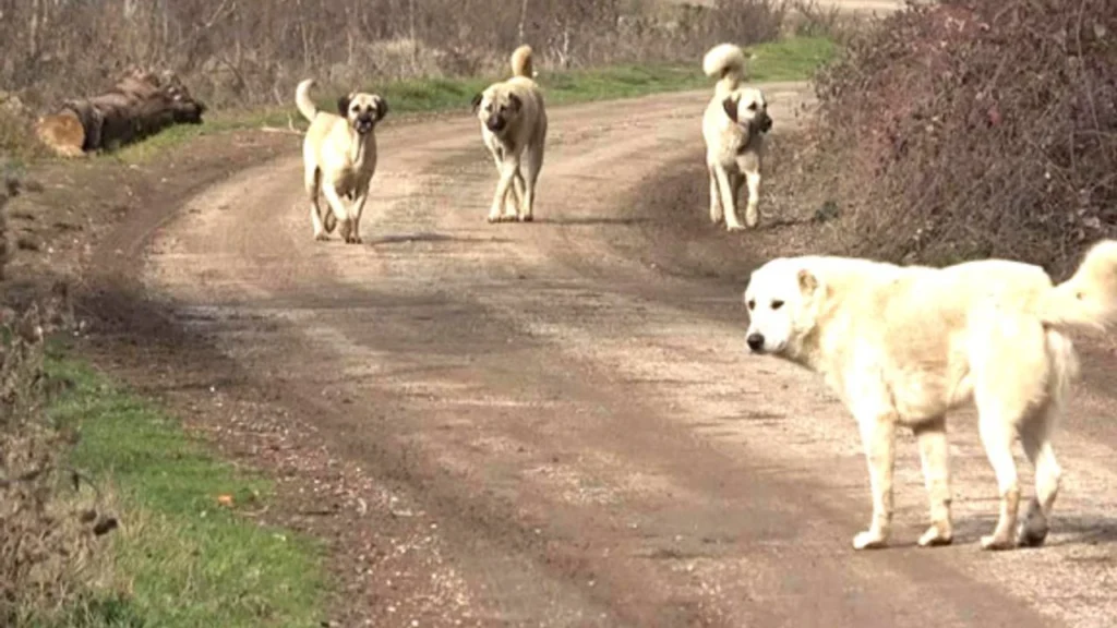 CHP’li Başkanlardan yasaya tepki