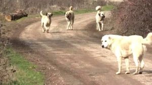 CHP’li Başkanlardan yasaya tepki