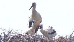 Üç yavrusuyla Cezaevi’ne umut oldu