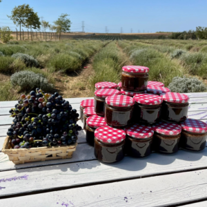 Silivri Tarımsal Üretiminde Yeni Dönem: Üzüm Hasadı Başladı