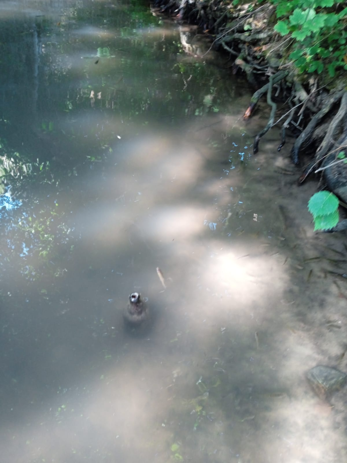 Silivri Danamandıra’da Mandıra Deresi’nde Balık Ölümleri