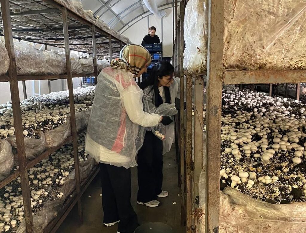 Mantar Üretimine Yerinde Teknik İnceleme