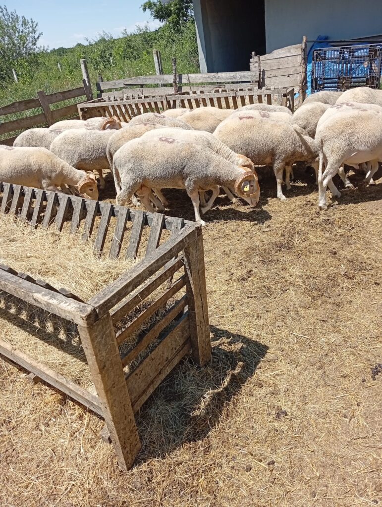 Çayırdere’den Doğal Kurbanlık Fırsatı