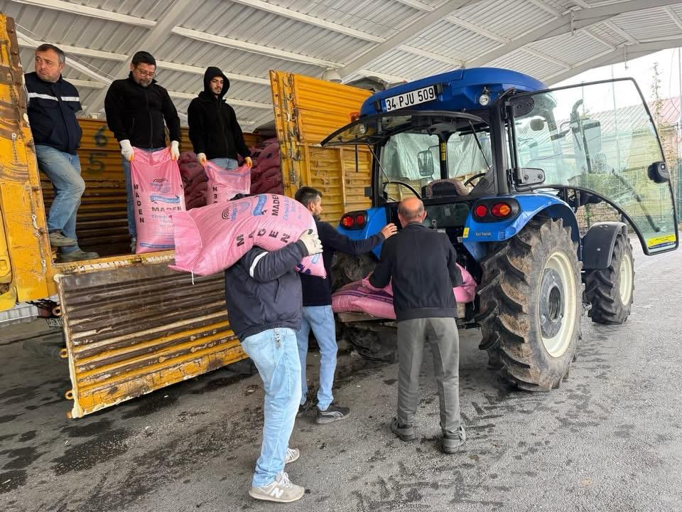 SİLİVRİ BELEDİYESİ DANAMANDIRA DA BUĞDAY TOHUMU DAĞITTI